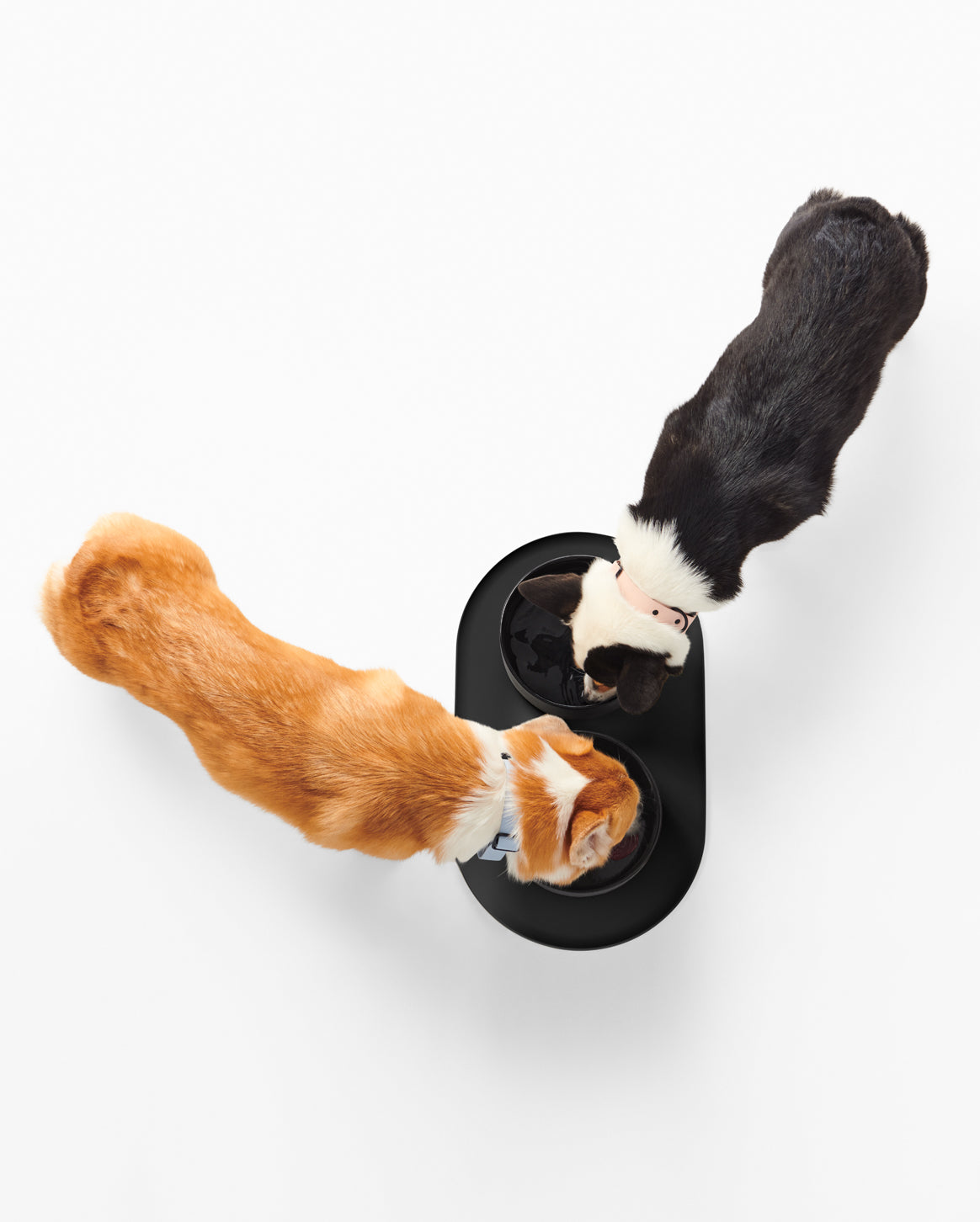 Pet Dog Feeding Bowl