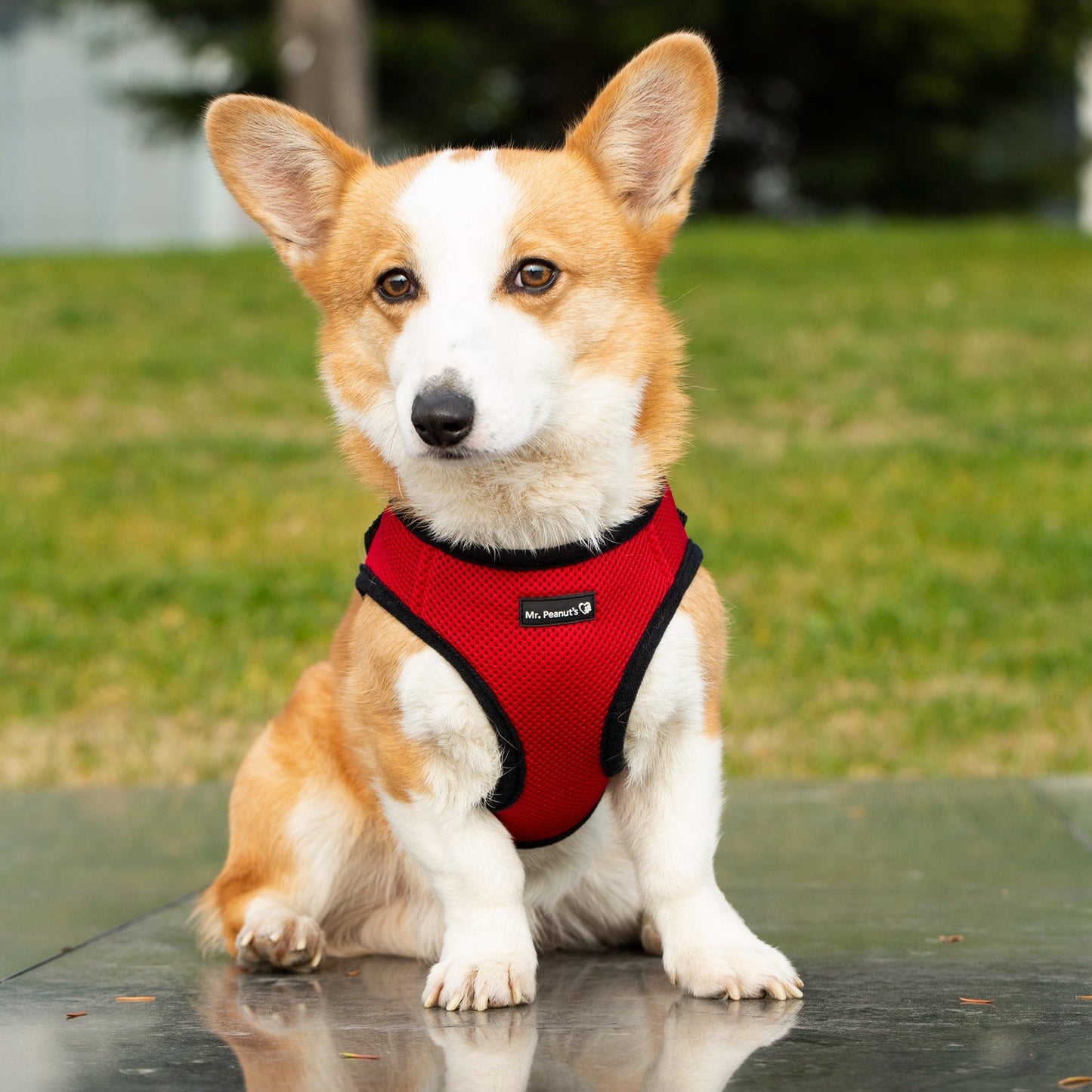 Mr. Peanut's PupTrek Harness and Leash Set,  Small Dog/Cat Soft Mesh Step In Harness Vest