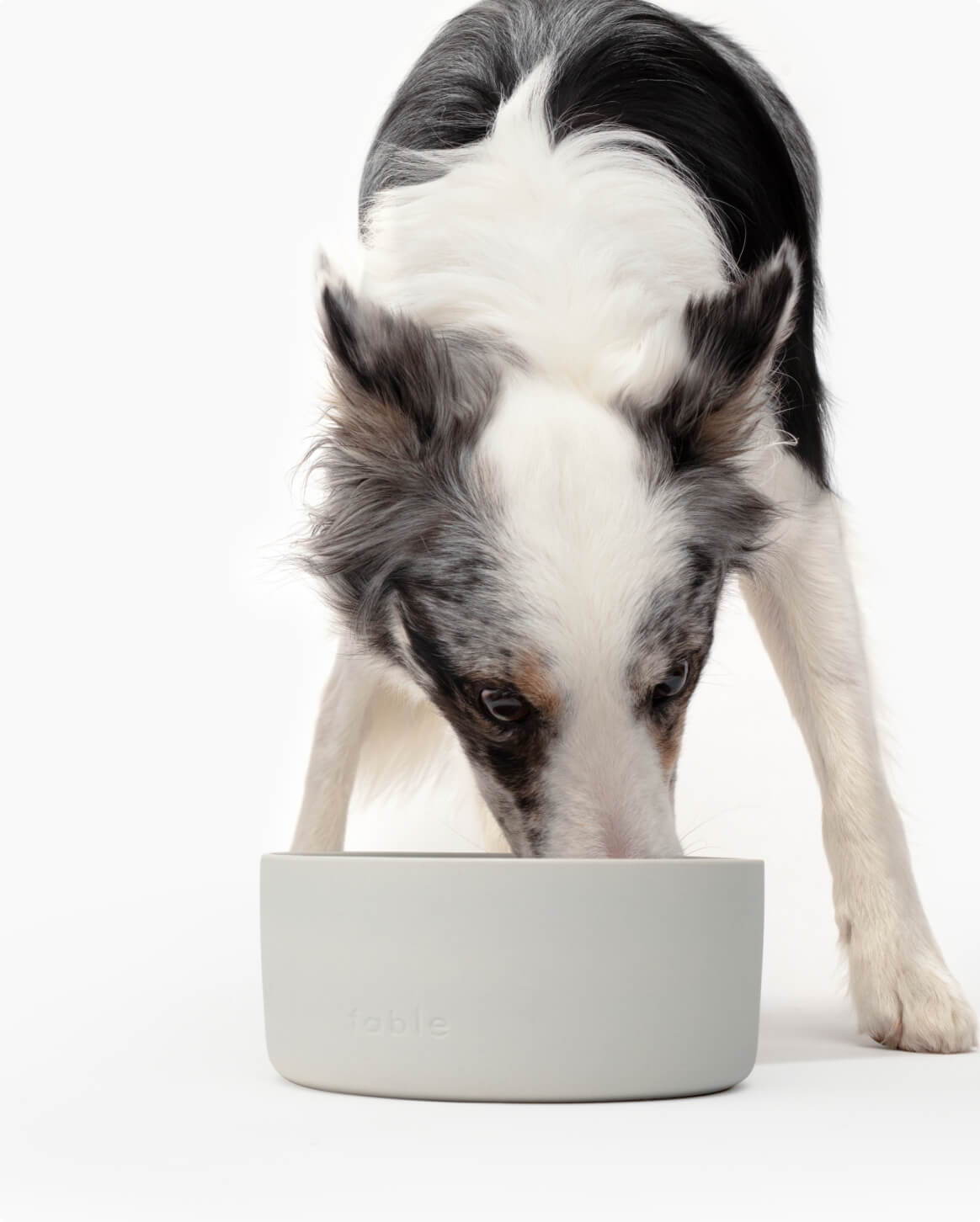 Pet Dog Feeding Bowl