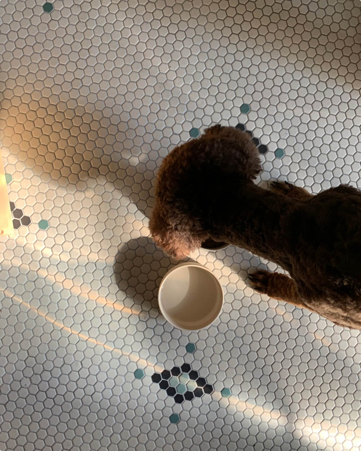 Pet Dog Feeding Bowl