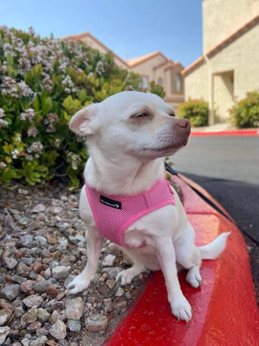 Mr. Peanut's PupTrek Harness and Leash Set,  Small Dog/Cat Soft Mesh Step In Harness Vest