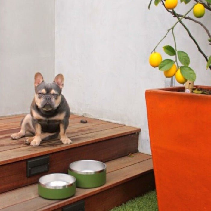 Stainless Steel Pet Bowl – Non-Slip, Durable & Dishwasher Safe | 32oz and 64oz